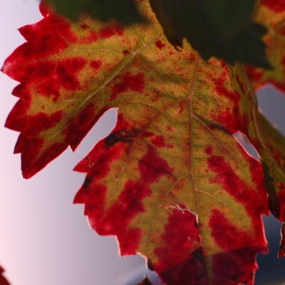 Dunkelfelder Blatt 3